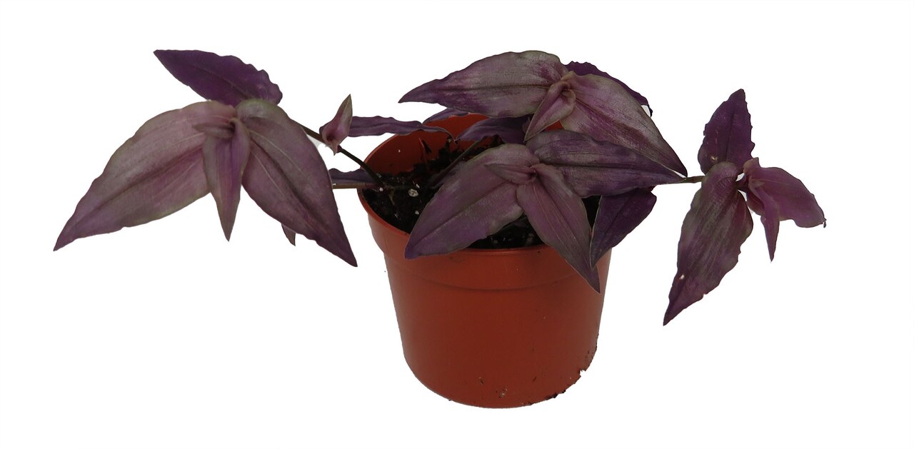 Purple Bridal Veil - Gibasis Geniculata - 2.5" Pot - Houseplant